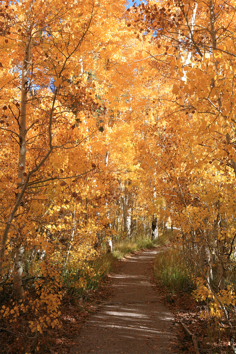 Vacation Rental Management Team in Mammoth Lakes CA